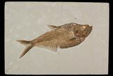 Detailed, Diplomystus Fossil Fish - Wyoming #92907-1